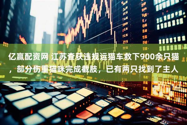 亿赢配资网 江苏查获违规运猫车救下900余只猫，部分伤重猫咪完成截肢，已有两只找到了主人